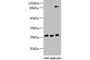 Western blot All lanes: DNAJC30 antibody at 10 μg/mL Lane 1: 293T whole cell lysate Lane 2: U87 whole cell lysate Lane 3: SH-SY5Y whole cell lysate Secondary Goat polyclonal to rabbit IgG at 1/10000 dilution Predicted band size: 26 kDa Observed band size: 26, 90 kDa (DNAJC3 antibody  (AA 1-226))