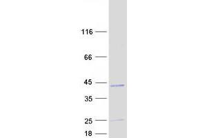 Validation with Western Blot (RCAS1 Protein (Transcript Variant 1) (Myc-DYKDDDDK Tag))