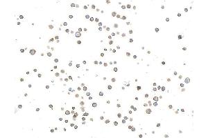 Immunocytochemistry (ICC) image for anti-Inducible T-Cell Co-Stimulator (ICOS) (AA 149-199) antibody (ABIN7453973) (Recombinant ICOS antibody  (AA 149-199))