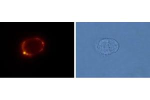 Immunocytochemistry (ICC) image for anti-Glutamate Receptor, Metabotropic 5 (GRM5) (AA 367-380), (Extracellular) antibody (ABIN7043250)