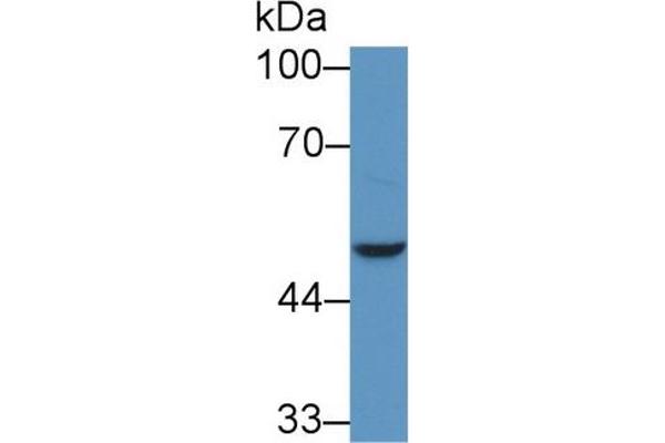 NADK antibody  (AA 187-426)
