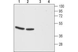 Western blot analysis of mouse (lanes 1 and 3) and rat (lanes 2 and 4) brain membranes: - 1,2. (CCKBR antibody  (Extracellular, N-Term))