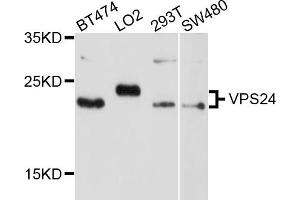 Western blot analysis of extracts of various cell lines, using VPS24 antibody (ABIN4905606) at 1:1000 dilution.