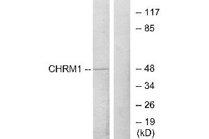 Western blot analysis of extracts from HepG2 cells, using CHRM1 antibody. (CHRM1 antibody)