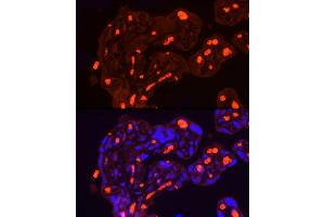Immunofluorescence analysis of Human placenta using SLC4 antibody (7391 ) at dilution of 1:100. (Band 3/AE1 antibody  (AA 1-353))