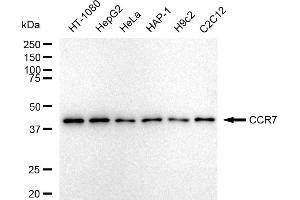 Western blotting analysis using CCR7 antibody (ABIN7798042). (Recombinant CCR7 antibody)