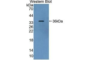 Detection of Recombinant PDE4B, Rat using Polyclonal Antibody to Phosphodiesterase 4B, cAMP Specific (PDE4B) (PDE4B antibody  (AA 500-736))