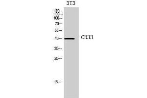 Western Blotting (WB) image for anti-CD33 (CD33) (Internal Region) antibody (ABIN3178930) (CD33 antibody  (Internal Region))