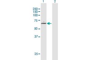 Western Blot analysis of KAT5 expression in transfected 293T cell line by KAT5 MaxPab polyclonal antibody. (KAT5 antibody  (AA 1-513))