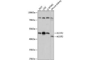 Western blot analysis of extracts of various cell lines, using  antibody (ABIN7265428) at 1:3000 dilution. (ACOT2 antibody  (AA 222-483))