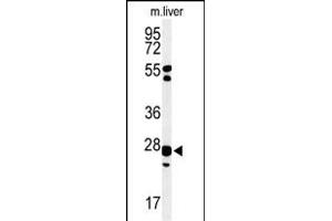 Western blot analysis of GSTK1 Antibody (Center) (ABIN653824 and ABIN2843092) in mouse liver tissue lysates (35 μg/lane). (GSTK1 antibody  (AA 93-120))