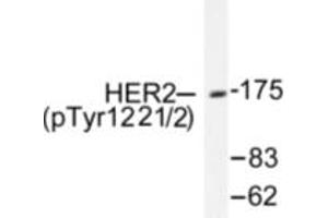 Image no. 1 for anti-Receptor tyrosine-protein kinase erbB-2 (ErbB2/Her2) (pTyr1221), (pTyr1222) antibody (ABIN318035) (ErbB2/Her2 antibody  (pTyr1221, pTyr1222))