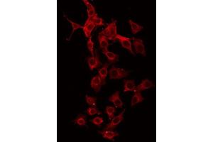 ABIN6267015 staining HeLa by IF/ICC. (GFRA4 antibody  (Internal Region))