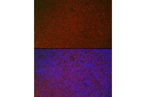 Immunofluorescence analysis of mouse spleen using FCGR2A Rabbit pAb (ABIN3021939, ABIN3021940, ABIN1512904, ABIN1514082 and ABIN6218036) at dilution of 1:100 (40x lens). (FCGR2A antibody  (AA 34-316))