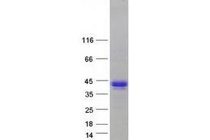 Validation with Western Blot (IKBKG Protein (Transcript Variant 4) (Myc-DYKDDDDK Tag))