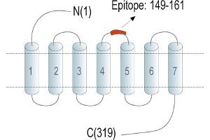 Adenosine A3 Receptor (ADORA3) peptide