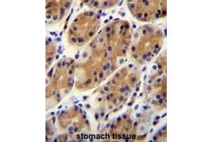 CCDC153 Antibody (N-term) immunohistochemistry analysis in formalin fixed and paraffin embedded human stomach tissue followed by peroxidase conjugation of the secondary antibody and DAB staining. (CCDC153 antibody  (N-Term))