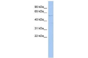 SMYD2 antibody used at 0. (SMYD2A antibody  (Middle Region))