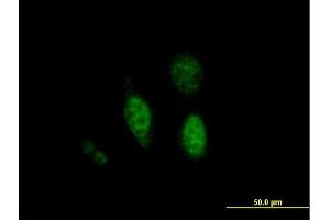 Immunofluorescence of purified MaxPab antibody to PTPN18 on HeLa cell. (PTPN18 antibody  (AA 1-351))