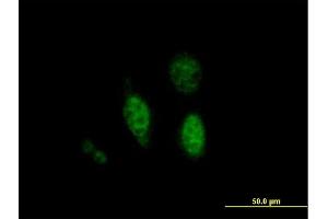 Immunofluorescence of purified MaxPab antibody to PTPN18 on HeLa cell.