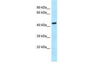 Image no. 1 for anti-GH3 Domain Containing (GHDC) (AA 70-119) antibody (ABIN6747950) (GHDC antibody  (AA 70-119))