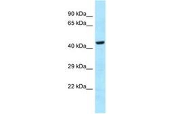 GHDC antibody  (AA 70-119)