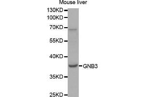 Western Blotting (WB) image for anti-Guanine Nucleotide Binding Protein (G Protein), beta Polypeptide 3 (GNB3) (AA 1-230) antibody (ABIN1680055) (GNB3 antibody  (AA 1-230))