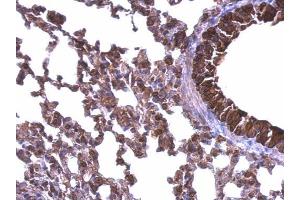 IHC-P Image HSP90 beta antibody detects HSP90 beta protein at cytosol on mouse lung by immunohistochemical analysis. (HSP90AB1 antibody  (N-Term))