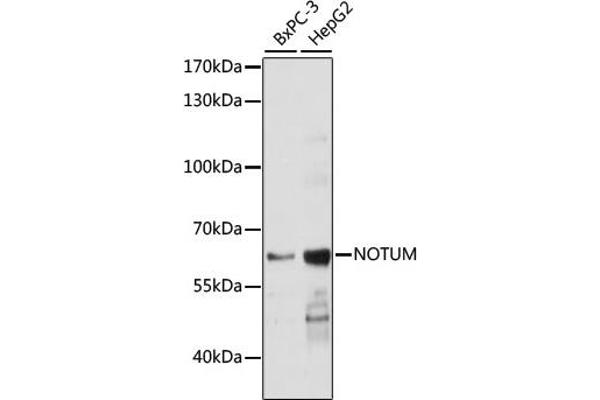 NOTUM antibody  (AA 20-320)