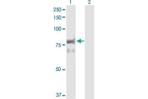 PTPRR antibody  (AA 1-657)