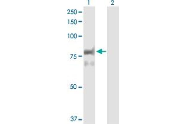 PTPRR antibody  (AA 1-657)