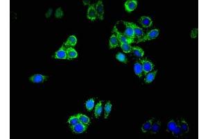 Immunofluorescent analysis of HepG2 cells using ABIN7150506 at dilution of 1:100 and Alexa Fluor 488-congugated AffiniPure Goat Anti-Rabbit IgG(H+L) (DNAJB11 antibody  (AA 53-238))