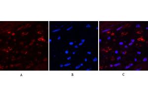 Immunofluorescence analysis of human appendix tissue. (HAO1 antibody)