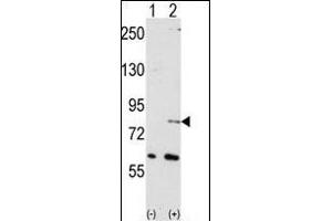 Western blot analysis of NUB1 (arrow) using NYREN18 Antibody (N-term) (ABIN389078 and ABIN2839276). (NUB1 antibody  (N-Term))
