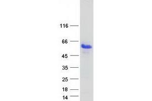 Validation with Western Blot (GARP Protein (Transcript Variant 2) (Myc-DYKDDDDK Tag))