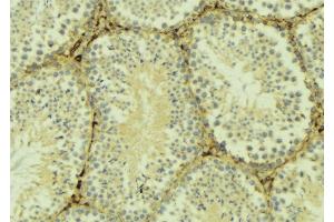 ABIN6275992 at 1/100 staining Mouse testis tissue by IHC-P. (FZD6 antibody  (C-Term))