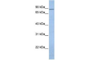 WB Suggested Anti-KCNH7 Antibody Titration:  0. (KCNH7 antibody  (N-Term))