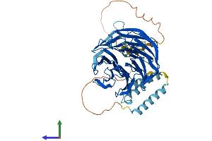 Protein Structure (PS) image for WD Repeat Domain 13 (WDR13) (AA 1-485) protein (His tag) (ABIN7545152)