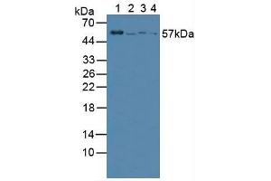 Figure. (VNN1 antibody  (AA 36-223))