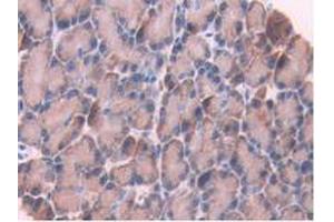 IHC-P analysis of Rat Pancreas Tissue, with DAB staining. (CYP1A1 antibody  (AA 251-521))