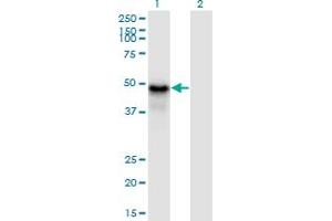 PYGO1 antibody  (AA 101-200)