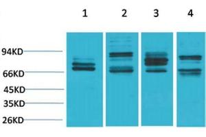 Western Blot (WB) analysis of 1) HeLa, 2)Mouse Liver Tissue, 3) PC12, 4) Rat Liver Tissue with Nrf2 Rabbit Polyclonal Antibody diluted at 1:2000. (NRF2 antibody)