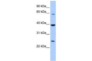 Western Blotting (WB) image for anti-Cytosolic Iron-Sulfur Protein Assembly 1 (CIAO1) antibody (ABIN2458087) (CIAO1 antibody)
