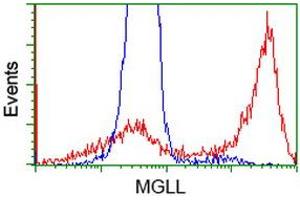 Image no. 2 for anti-Monoglyceride Lipase (MGLL) antibody (ABIN1499436) (MGLL antibody)