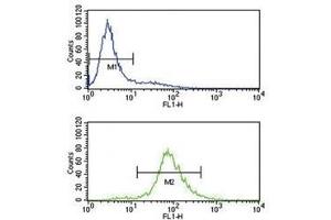 BCL6 antibody flow cytometry analysis of Jurkat cells (bottom histogram) compared to a negative control (top histogram). (BCL6 antibody  (AA 519-547))