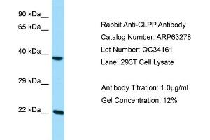 Western Blotting (WB) image for anti-ClpP Caseinolytic Peptidase, ATP-Dependent, Proteolytic Subunit Homolog (E. Coli) (CLPP) (C-Term) antibody (ABIN2774367) (CLPP antibody  (C-Term))