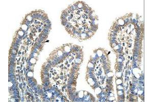 Image no. 1 for anti-Nuclear RNA Export Factor 5 (NXF5) (AA 153-202) antibody (ABIN203107) (NXF5 antibody  (AA 153-202))