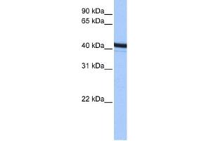 ACTR1B antibody used at 0. (ACTR1B antibody)