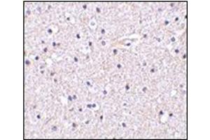 Immunohistochemistry of Nicastrin in human brain tissue with this product at 5 μg/ml.