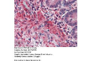 Immunohistochemistry with Human Small Intestine tissue at an antibody concentration of 5. (PRDM5 antibody  (N-Term))